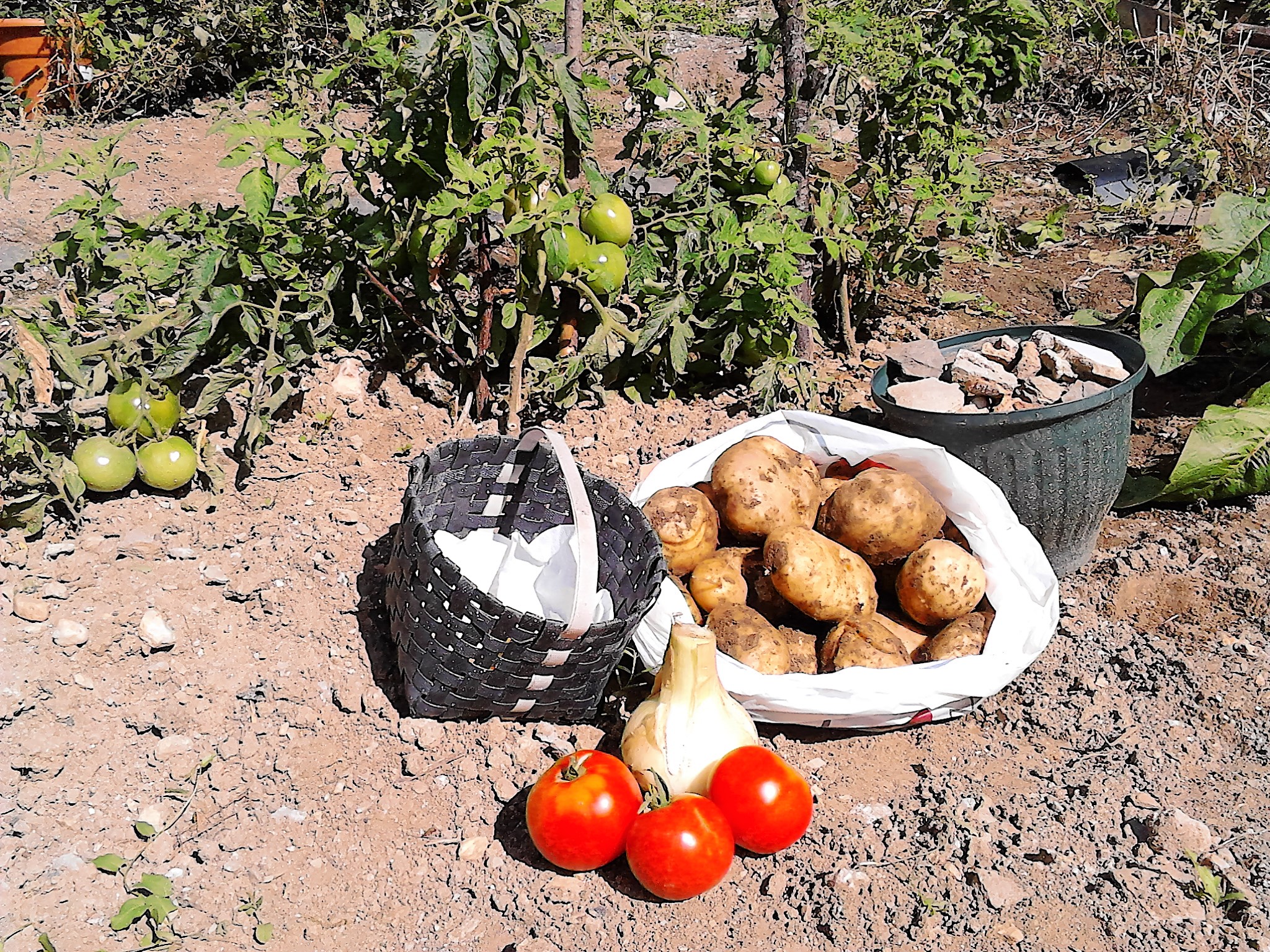 Huerta / Vegetable garden